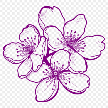 An illustration of a blooming sakura flower with white base and vibrant pink outer petals against a transparent background.
