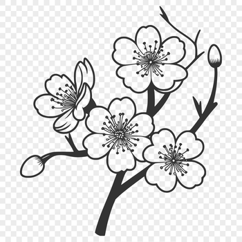 A delicate white and pink cherry blossom in full bloom, ideal for vector art designs.