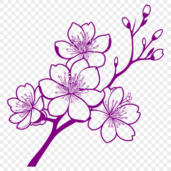 A stylized illustration of a cherry blossom flower in vector format.
