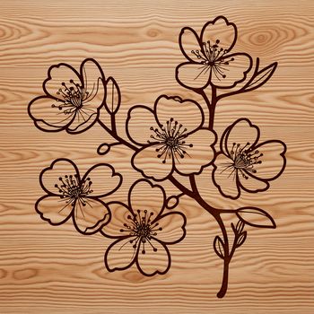 A highly detailed illustration of a cherry blossom flower in bloom, suitable for vector graphics.