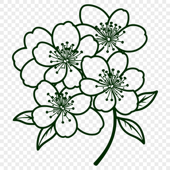 A stylized illustration of a cherry blossom flower in bloom, suitable for vector graphics and digital designs.