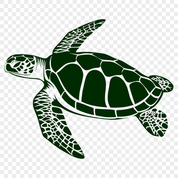 A sea turtle's full body is depicted in a detailed illustration.