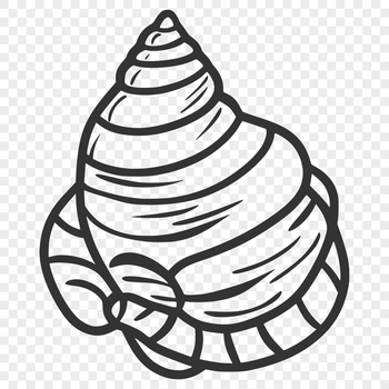 A stylized illustration of a seashell in vector format.