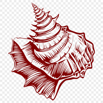 A stylized illustration of a seashell, suitable for use in vector graphics and digital designs.