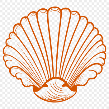 An illustration of a seashell with intricate details.