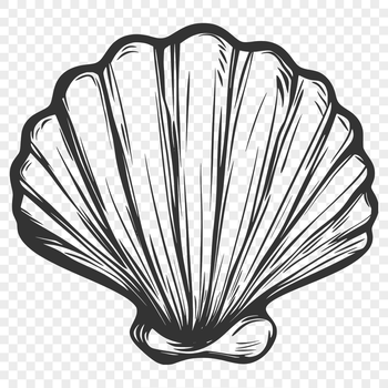 A stylized illustration of a seashell, suitable for use in digital design projects.