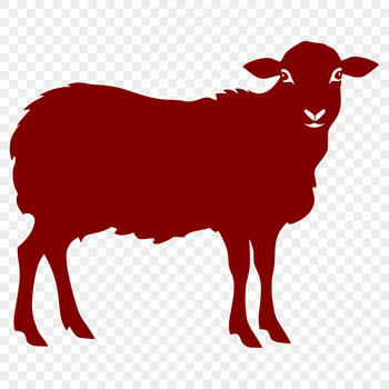 A full-body illustration of a farm animal, a sheep, in vector format.