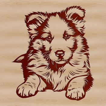 Close-up illustration of a calm Shetland sheepdog lying down.