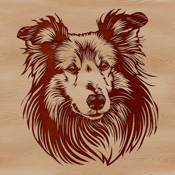 A close-up of a Shetland sheepdog's head with details of its facial features.