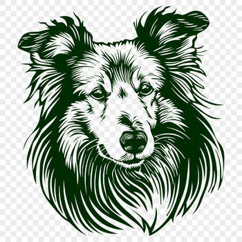 A vector illustration of a Shetland sheepdog's head with detailed features, suitable for digital design projects.