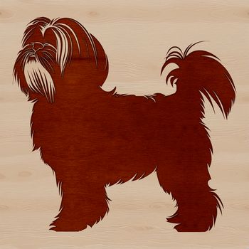 A small dog breed with long hair standing on four legs.