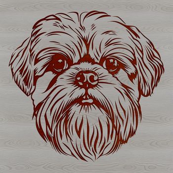 A close-up view of a Shih Tzu's head with its distinctive features.