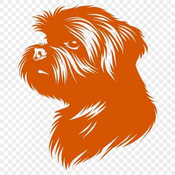 A small breed dog with a long, flowing coat.