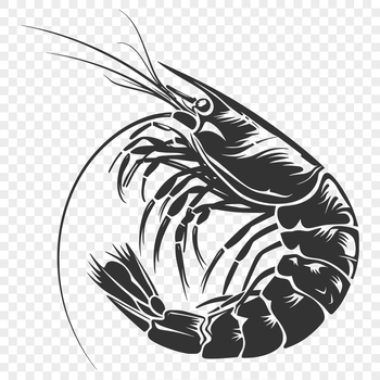 Illustration of a shrimp in full body view for design and crafting purposes.