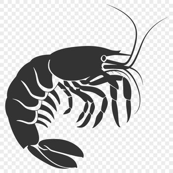 A detailed illustration of a full-body shrimp, suitable for vector art and design.