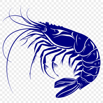 Shrimp SVG, PNG, PDF And DXF Files