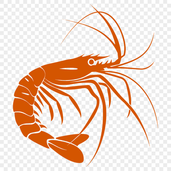 A detailed illustration of a shrimp in its entirety, showcasing its body shape and features.