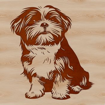 A compact dog breed with a long coat and friendly expression is sitting on its haunches.