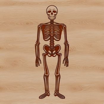 A human body silhouette with skeletal features, suitable for Halloween decorations or artwork.