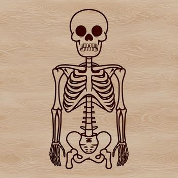 An illustration of a standing human body skeleton, suitable for use in graphic design projects.