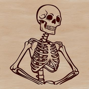 A detailed illustration of a human skeleton, suitable for vector art designs.