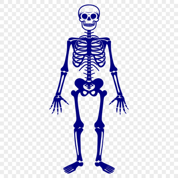 A 2D illustration of a full human body in the form of a skeleton standing upright.