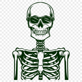 A detailed illustration of a human skeleton in SVG format.