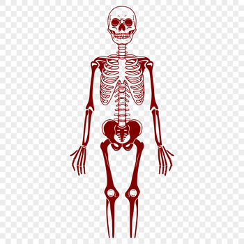 A digital illustration of a standing human skeleton with detailed bone structure.