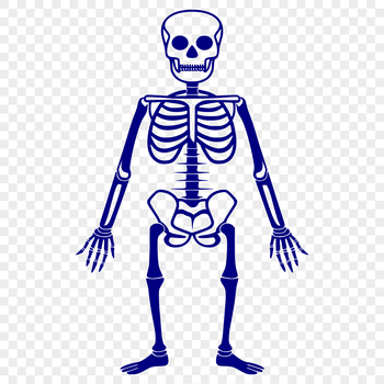 A full-body skeleton graphic designed as clip art for various uses.
