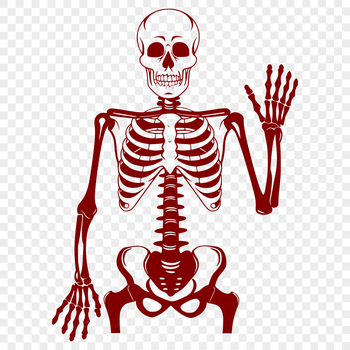 A standing human skeleton figure created as vector art.