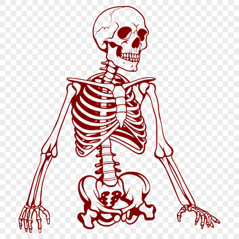 A detailed illustration of a human skeleton in various poses and forms, suitable for graphic design projects.