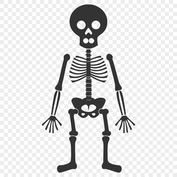 A detailed illustration of a standing human skeleton in various colors.