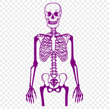 A detailed standing skeleton illustration in vector format.