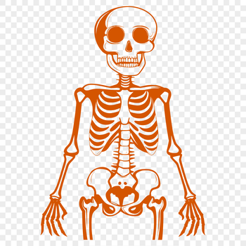 A standing human skeleton made from bold lines and curves, ideal for crafting projects.