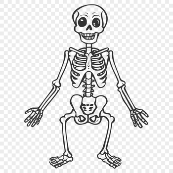 A detailed full-body skeleton standing in a formal pose.