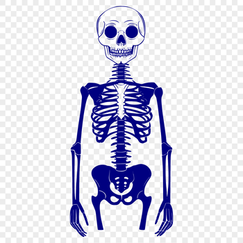 A standing skeleton illustration in vector format.