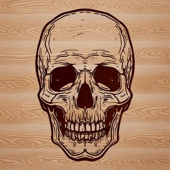 A detailed illustration of a human skull, ideal for creating Halloween-themed designs or tattoos.