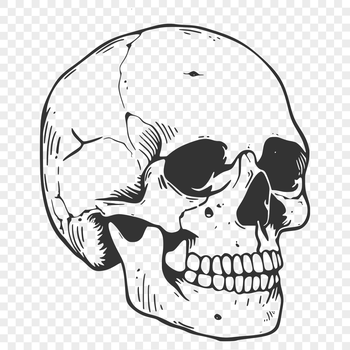 A detailed illustration of a skull with a bold outline, suitable for tattoo designs and vector art.