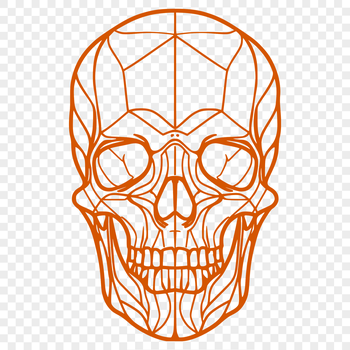 A detailed illustration of a human skull, suitable for use in various graphic design projects.