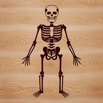 A graphic representation of a human skeleton with bones clearly labeled, ideal for vector art projects and commercial use.