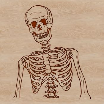 A detailed illustration of a human skeleton with bold lines and minimal shading, ideal for vector art projects.