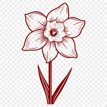 A single white daffodil flower with trumpet-shaped petals and a green stem on a transparent background.