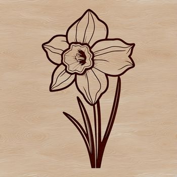 A yellow trumpet-shaped flower with white petals and a long green stem, symbolizing spring and new life.