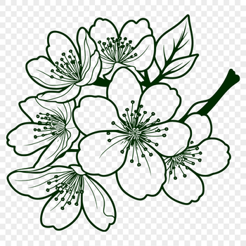Vector graphic of a single cherry blossom flower, ideal for digital art and craft applications.