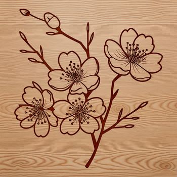 Illustrated vector graphic of a cherry blossom flower in bloom.