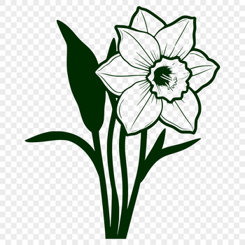 A single daffodil flower with yellow petals and white center, suitable for vector design and graphic arts.