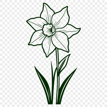 A detailed illustration of a daffodil flower in bloom, suitable for vector design.