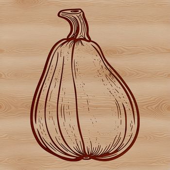 A detailed illustration of a Squash, ideal for graphic design and crafting projects.