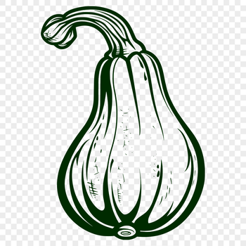 Unique Squash Vector Art