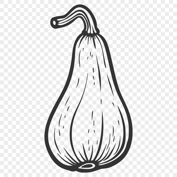 A detailed illustration of a squash, suitable for vector design projects in Illustrator or Procreate.